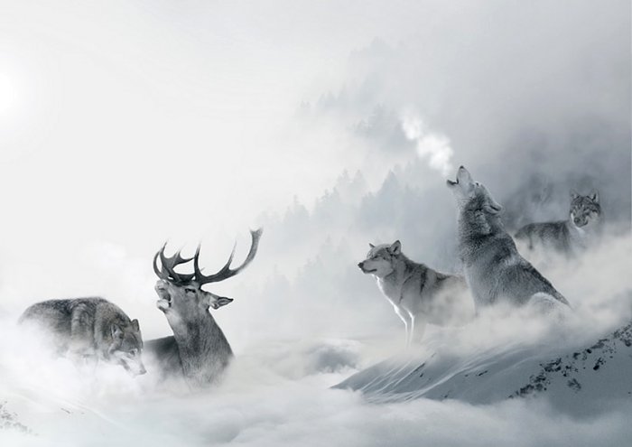 Wolf Wolves Hirsch Hunt Predator Hunter Hunted